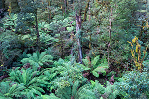Lush ferns and eucalyptus trees in Great Otway National Park, Vi