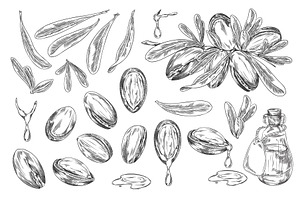 Argan tree branch with leaves and, a Food Illustration by Sabelskaya