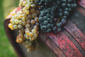 Blue grapes on the wine barrel in the vineyard, a Food & Drink Photo by Mark Borbely