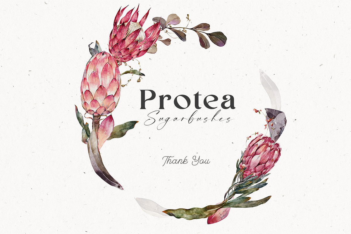 Watercolor Protea Floral Elements, a Decorative Illustration by Damian Roh (Photo 12 of 12)