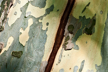 Crack on the Trunk, a Background Photo by Benjaminlion