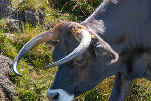 Black bull grazing alone at countryside environment, an Animal Photo by DanFLCreativo