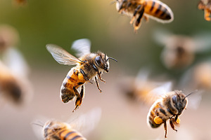 Swarm of honey bees flying