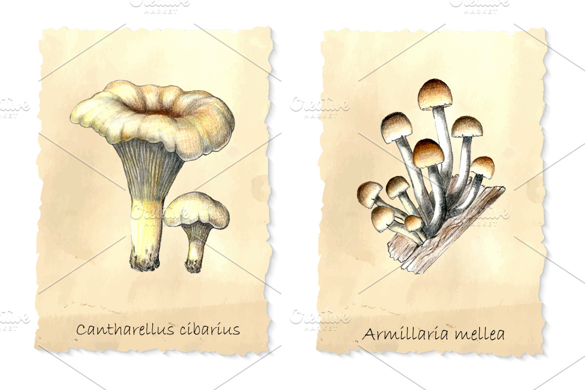 Pencil vintage mushrooms., a Food Illustration by Vikeriya (Photo 3 of 5)