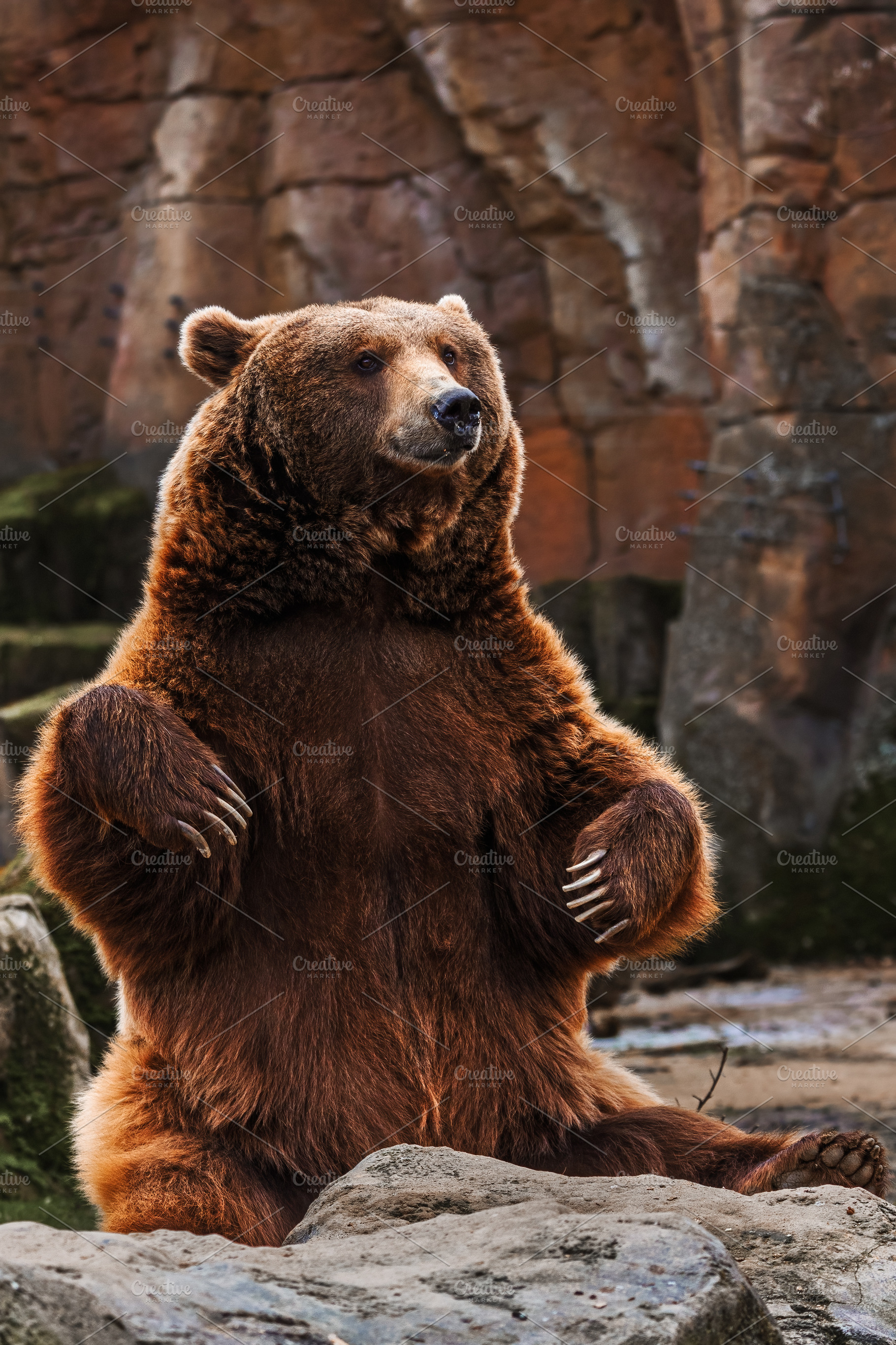 Upright brown bear sitting in a natu, an Animal Photo by Perpis