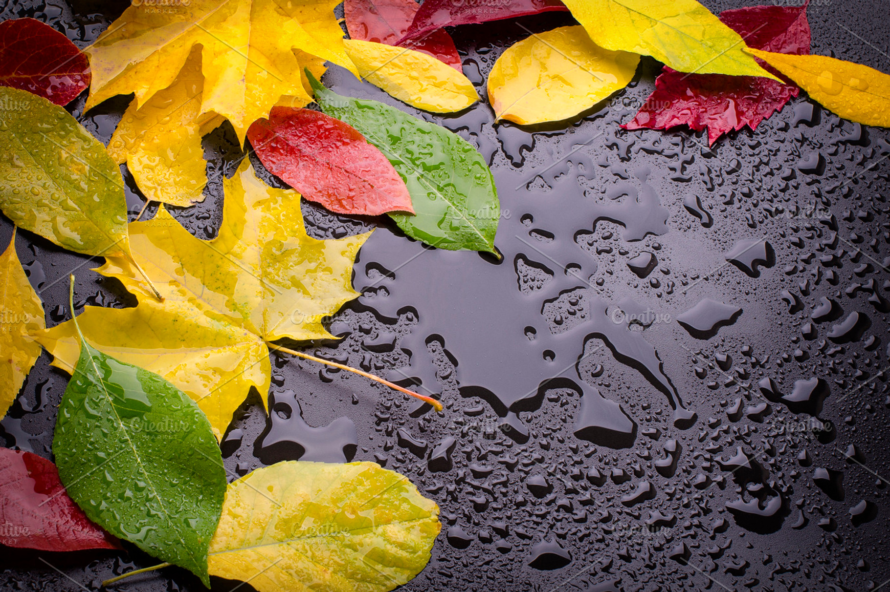 Autumn Rain Featuring Black Drop And Leaf