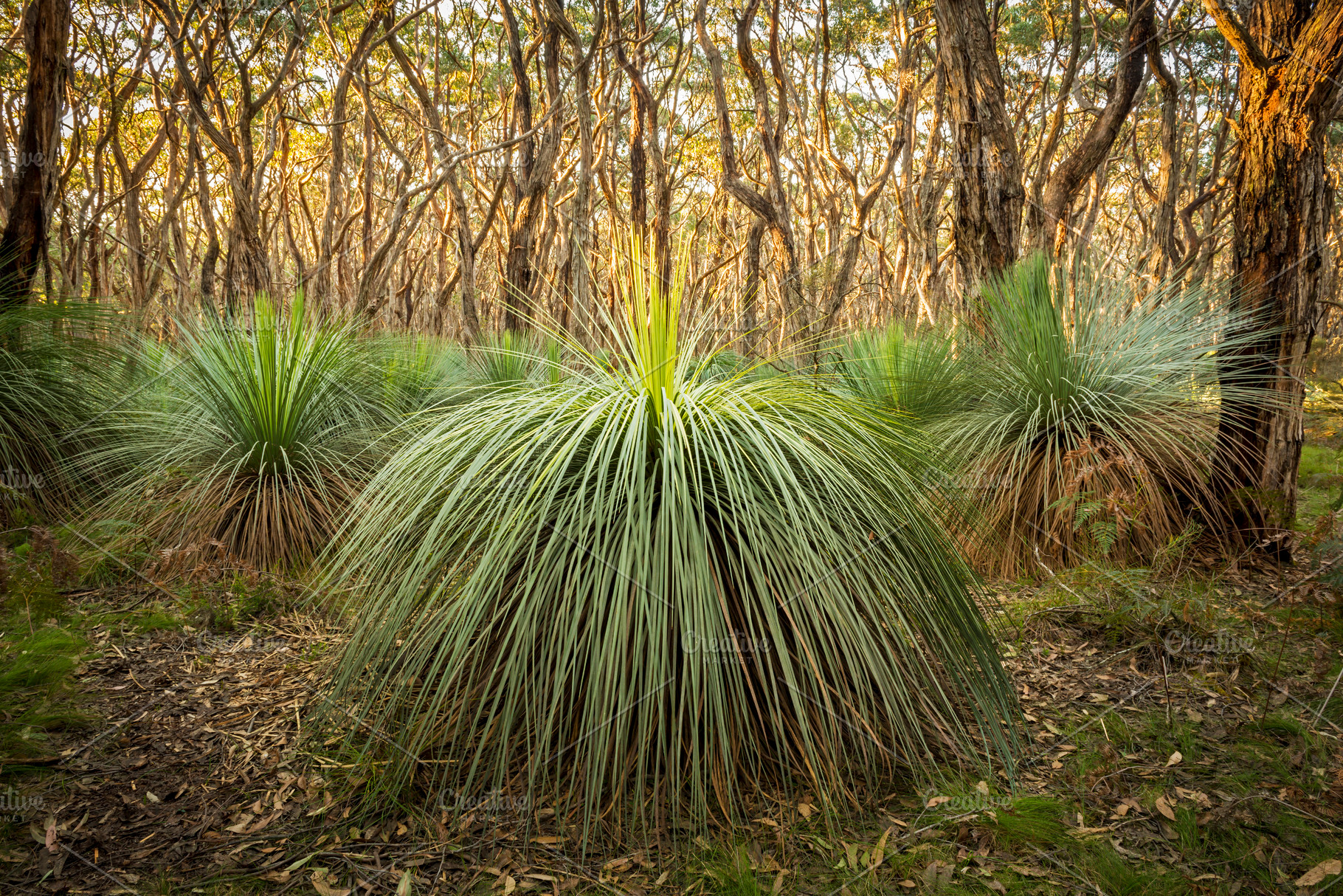 Australian Landscape Grass Trees, a Photo by THP Creative