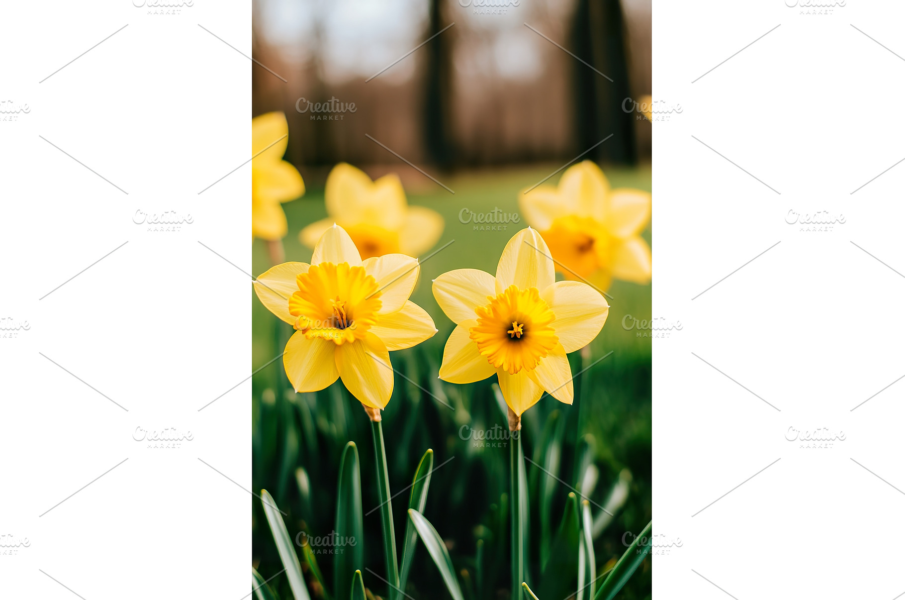 Vibrant yellow daffodils blooming in, a Nature Photo by Lermont51