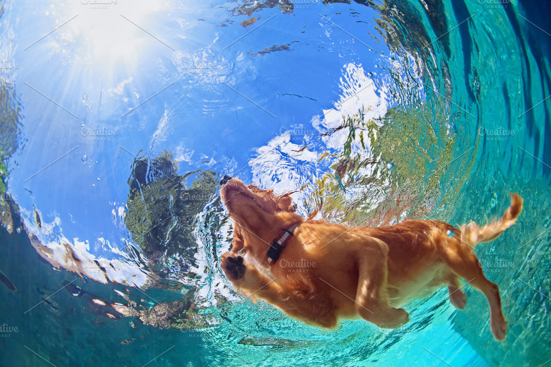 Swimming dog, an Animal Photo by Tropical Studio