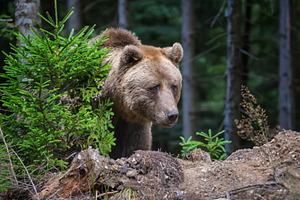 Brown bear foraging in a forested area with green foliage and tr