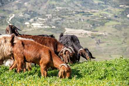 Flock of goat grazing in a pasture, an Animal Photo by kirill.makes.pics