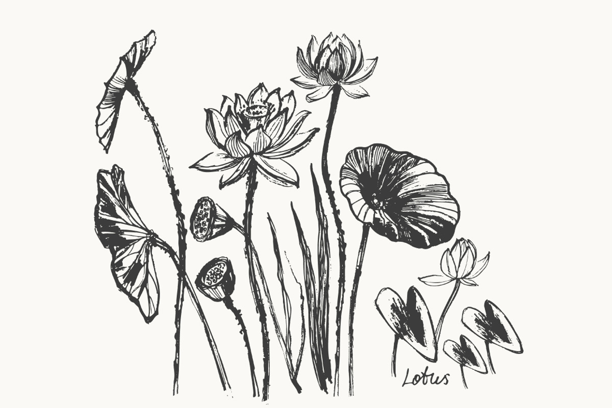 Lotus floral set, a Decorative Illustration by katya.bogina (Photo 5 of 5)