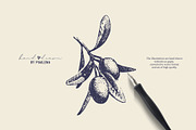 Vintage Olive Hand Drawn Collection, a Food Illustration by Elena Pimonova (Thumbnail 5 of 5)