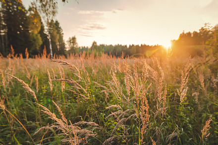 Sunset in forest stock photo containing forest and sunrise, a Nature Photo by Olezzo