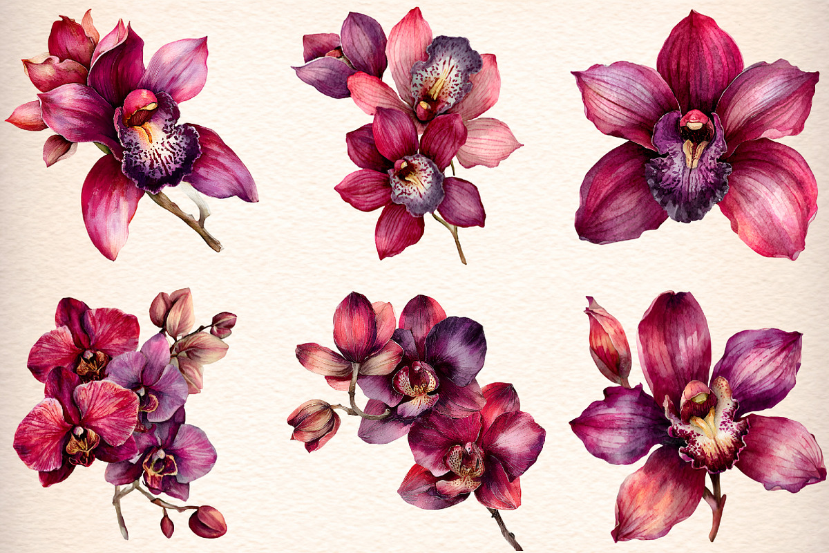 Watercolor Burgundy Orchids Clipart, an Illustration by Digital Artistic99 (Photo 2 of 9)
