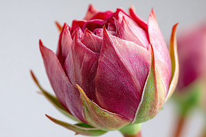 Red rosebud captured in macro view revealing intricate details of nature's beau, a Nature Photo by AlyaAnd