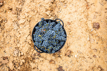 Basket of bunches of grapes containing horizontal, occupation, and grape