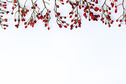 Christmas Berry styled stock images, a Holiday Photo by Chalking Up Stock (Thumbnail 6 of 13)