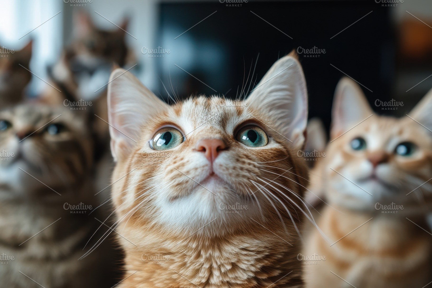 Orange tabby cat looking up surround, an Animal Photo by Pixeness Studio