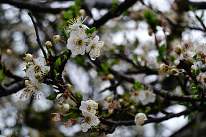 Spring blossoms on a branch highlighting nature's beauty., a Photo by AS photostudio