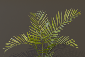 The Alexandra Palm Bush