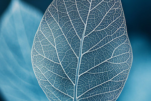 Delicate Transparent Leaf with Intricate Veins on Blue Backgroun, an Abstract Photo by Natalia Klenova's Shop