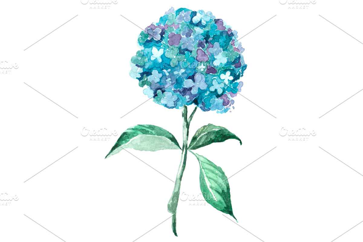 Blue Hydrangea Watercolor Clip Art