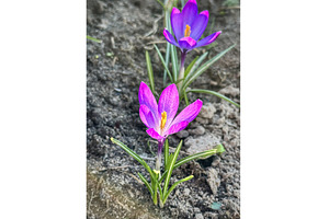 Colorful yellow and purple crocus, a Beauty & Fashion Photo by TatsianaSalauyova