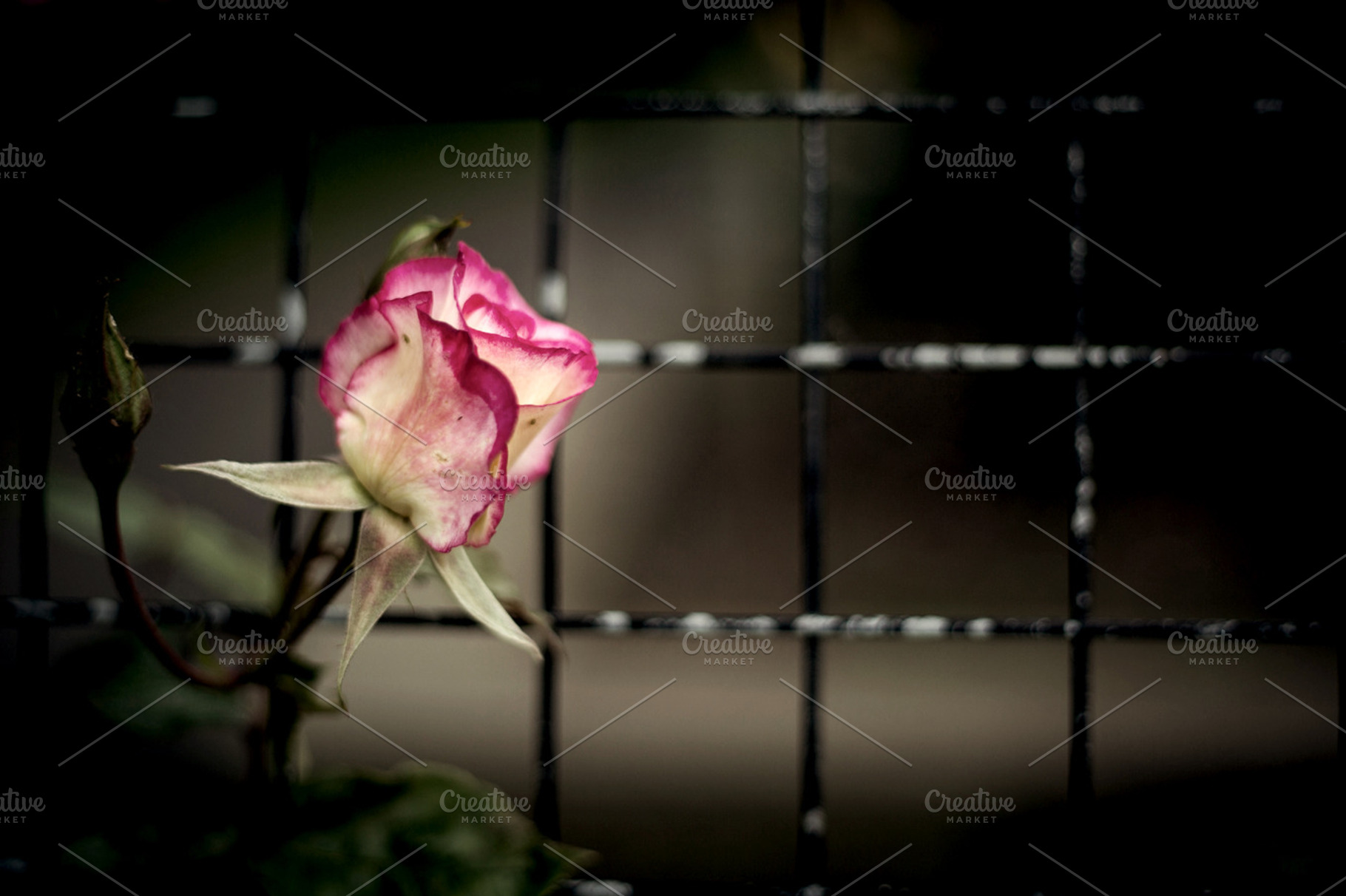 Dark Rose Featuring Rose Flower And Pink
