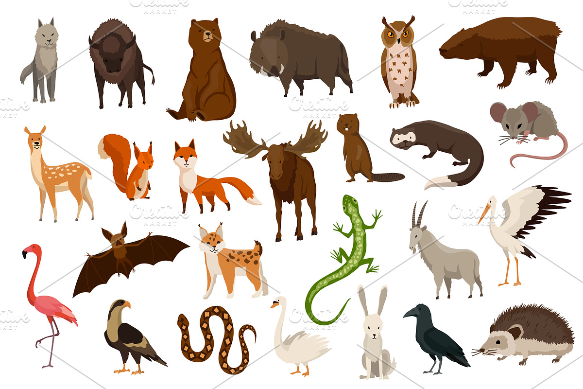 Animals of europe. Nature, an Animal Illustration by Things for designers