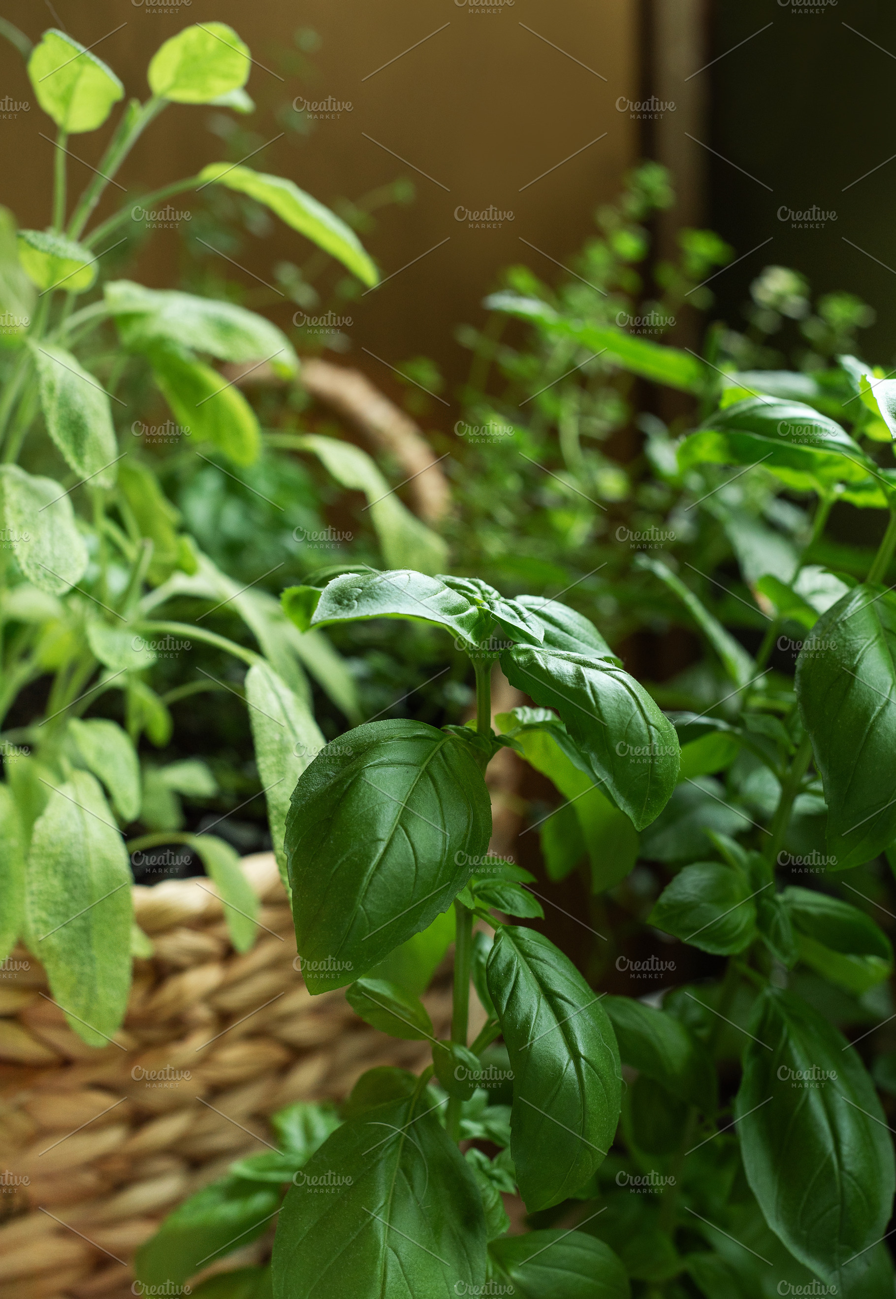 Fresh basil and sage growing in herb garden, a Food & Drink Photo by Olena Rudo