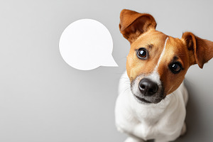 Cute Jack Russell Terrier looking up, an Animal Photo by MistyDay