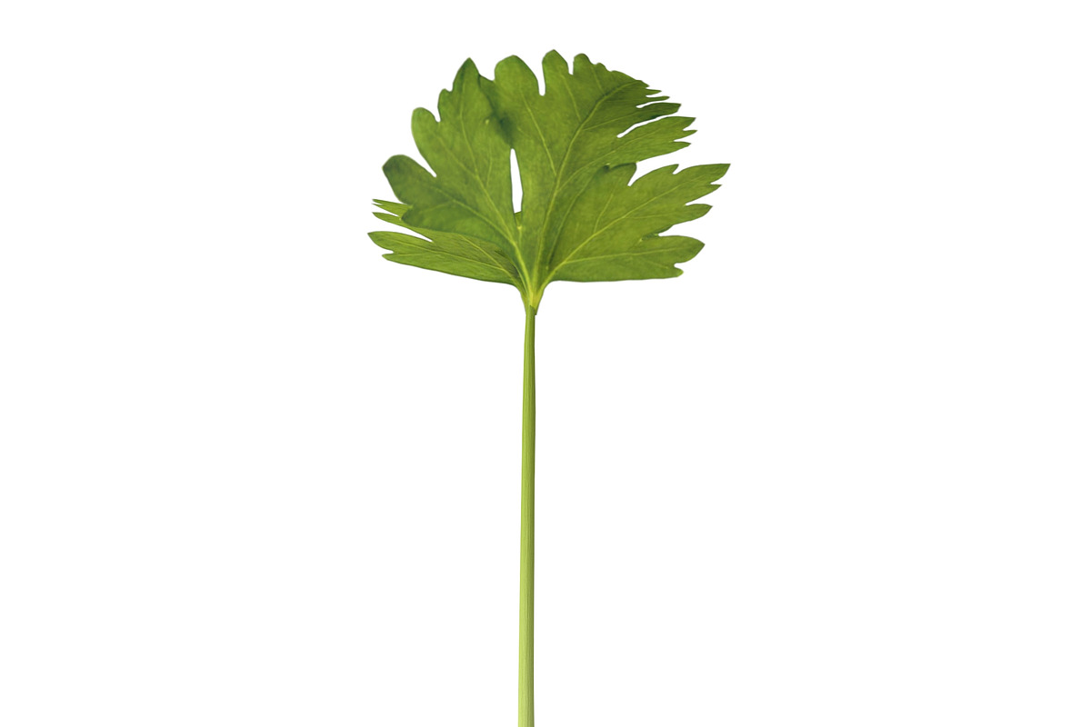 Celery, an Environmental 3D Model by AndrewWhite (Photo 4 of 9)