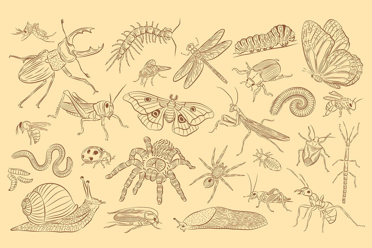 Insects Illustrations, an Object Graphic by DesignerCandies (Photo 3 of 4)