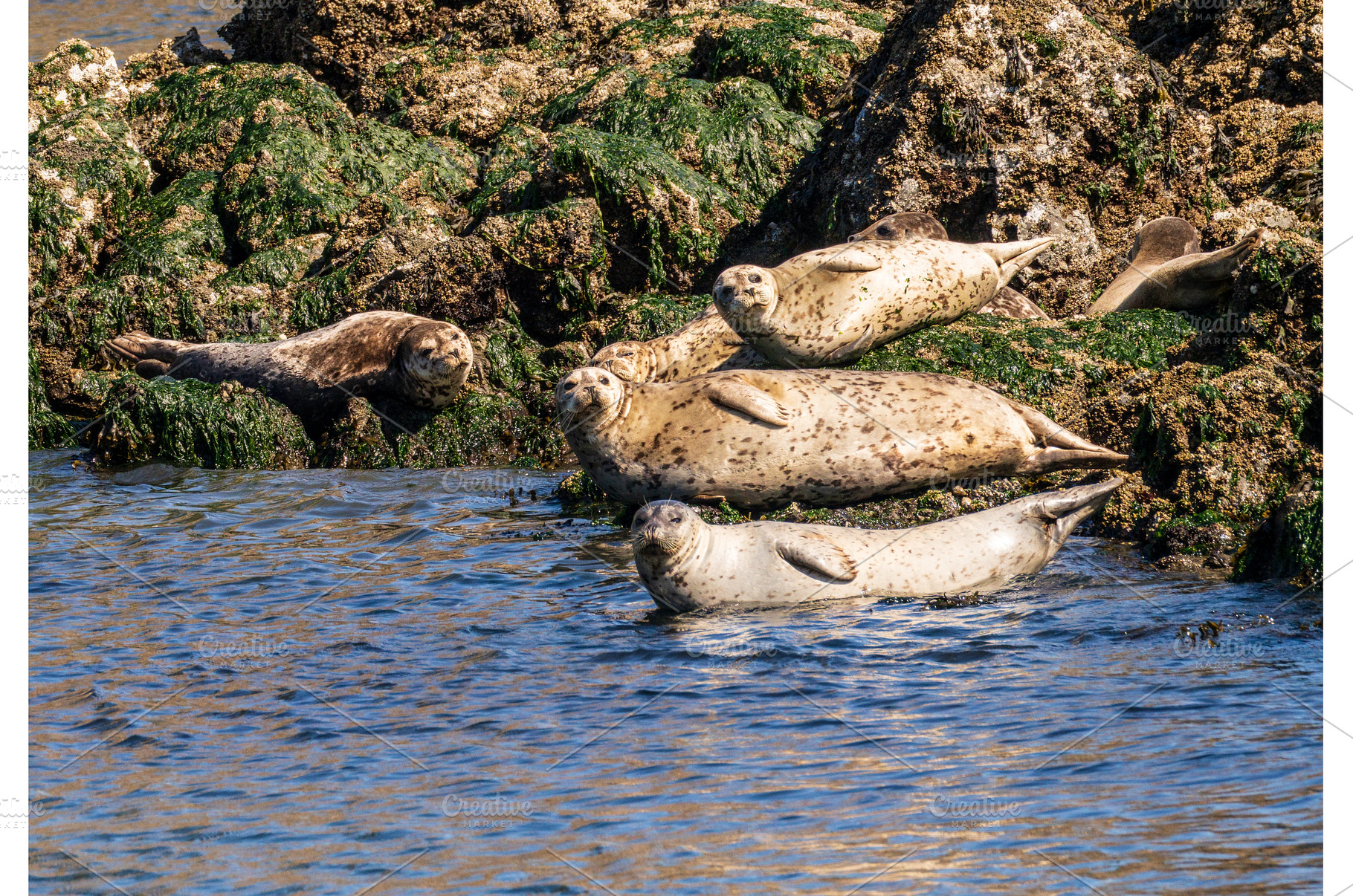 Harbor seals resting on small, a Nature Photo by Backyard Stock