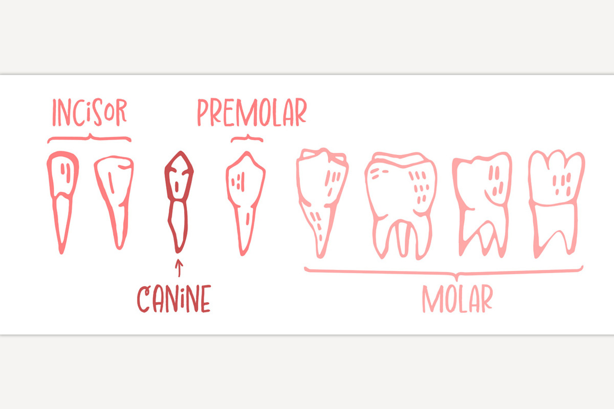 Adult tooth names chart. Editable, a Healthcare Illustration by Anna's Shop