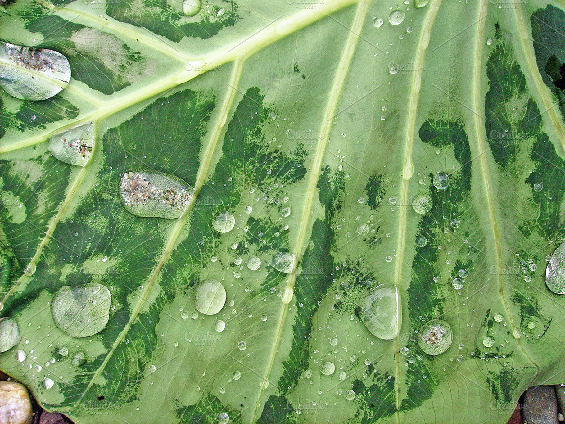 Drops on leaf containing picture, photo, and image