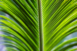 A close-up of a bright green palm, a Nature Photo by Schreibikus