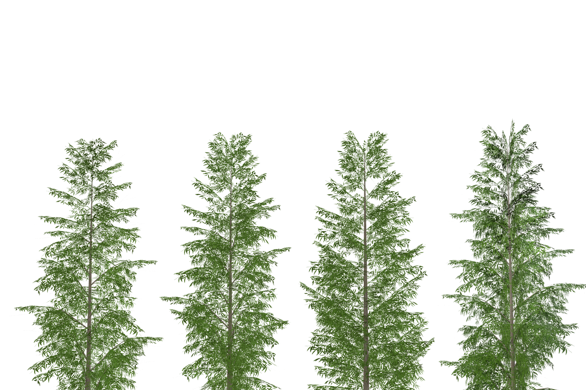 Eucalyptus tree #1, an Environmental 3D Model by AndrewWhite (Photo 2 of 13)