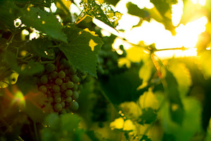 Sunset on Grapes