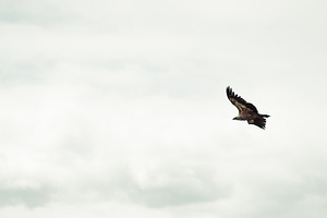 Griffon Vulture In Flight, an Animal Photo by SkyNext