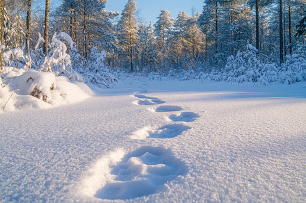 Footprints in fresh snow leading thr, a Background Photo by Pixeness