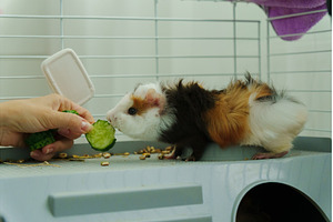 Gentle hand offers a crisp slice of, an Animal Photo by darksoul72