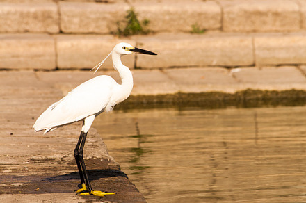 Bird Standing On A Branch preview 6
