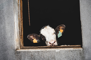 Cow peeking from barn window, an Animal Photo by SkyNext