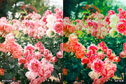Rose Velvet Bloom Lightroom Presets, a Preset Add-On by AAA Presets (Thumbnail 8 of 12)