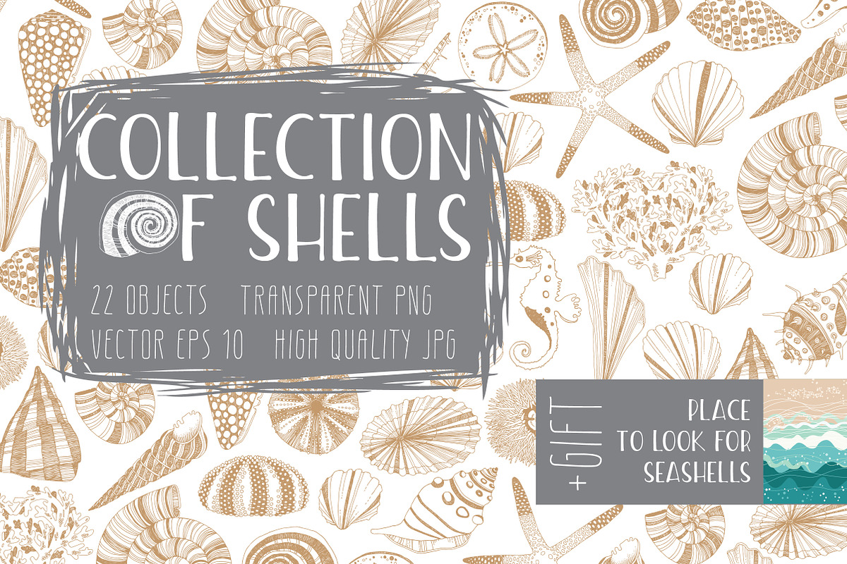 Collection of Shells, an Object Graphic by Nadia Emelianova (Photo 1 of 5)