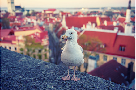 Tallinn and sea gull