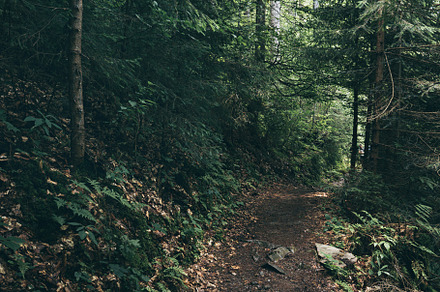 Dark moody forest stock photo containing forest and tree, a Nature Photo by Nature and travel
