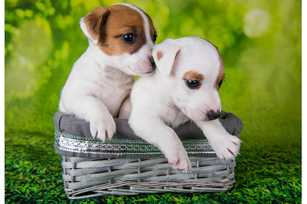Two cute jack russell terrier, an Animal Photo by COLORFUL
